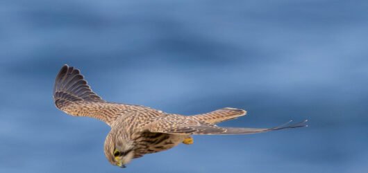 Trevose Head kestrels